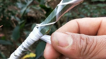 CÁCH GHÉP BƯỞI - GHÉP CẢI TẠO - RẤT HIỆU QUẢ ||Vườn cây ăn trái vlog