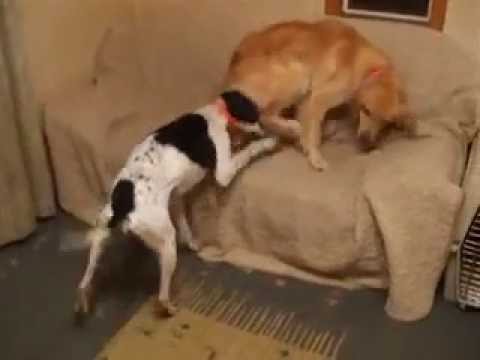 golden retriever pointer