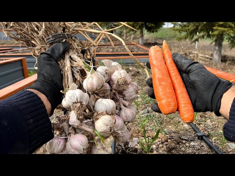 Video: Alman Ağ Sarımsaq Nədir: Alman Ağ Sarımsaq soğanlarını yetişdirmək üçün məsləhətlər
