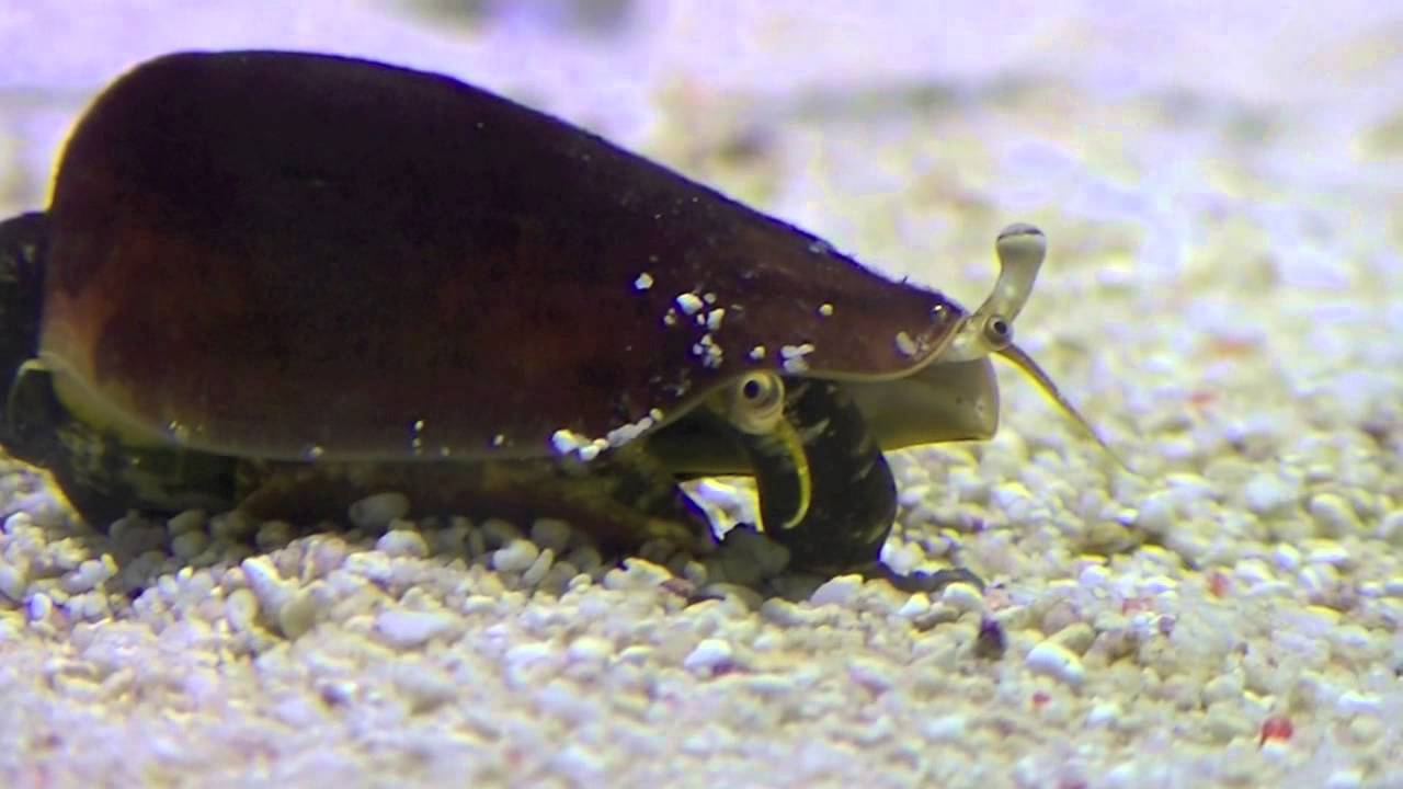 三つ目のマガキガイ すみだ水族館 Youtube