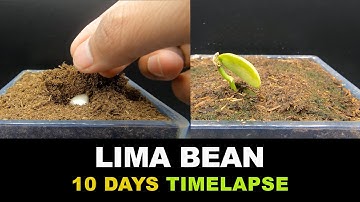 Growing Lima Bean - Time Lapse - 10 Days