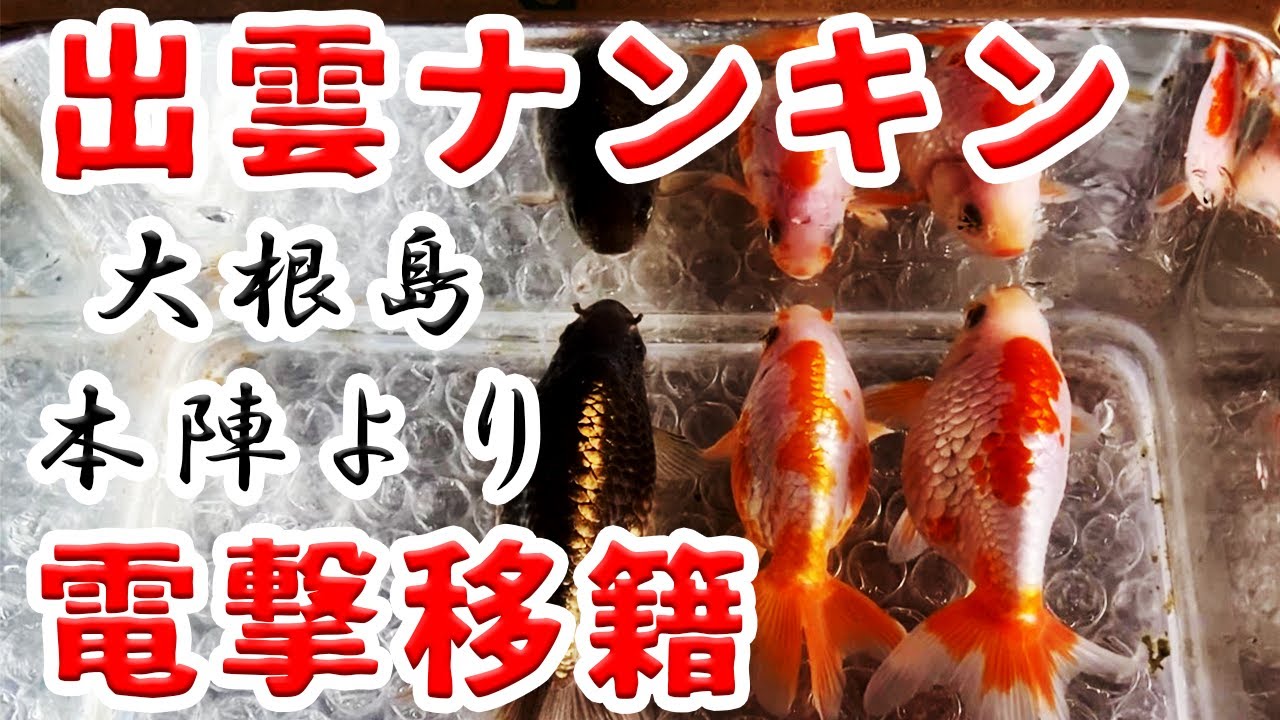 Izumo Nankin makes a surprise transfer [Next year, they will try