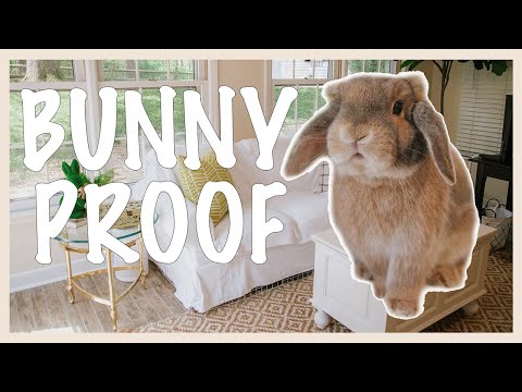 Bunny Proofing My House!