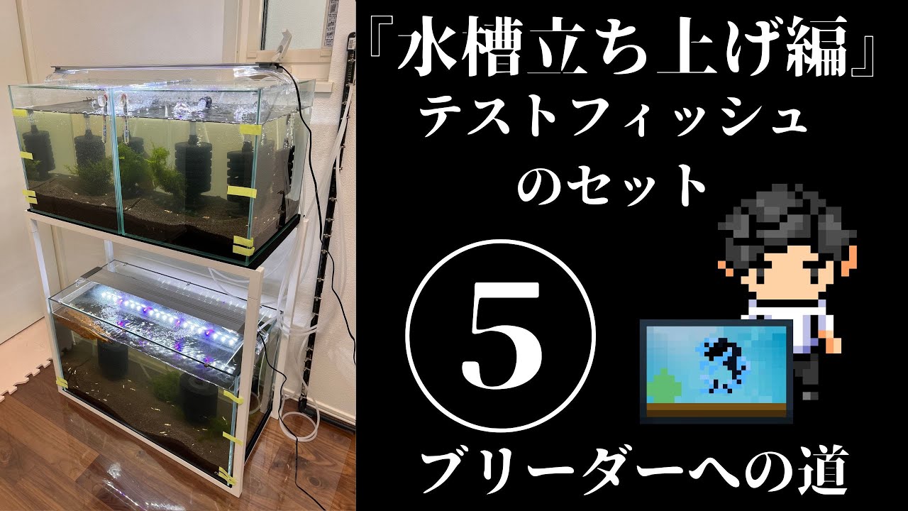 シュリンプ【水槽立ち上げ編 ⑤テストフィッシュのセット】レッドビー
