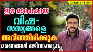 926: 🌱 🪴 ഈ മാരകമായ വിഷസസ്യങ്ങളെ അറിഞ്ഞിരിക്കുക ..മരണങ്ങൾ  ഒഴിവാക്കുക | Deadly Poisonous Plants