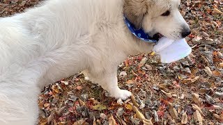 イタズラして遊んで落ち葉だらけ...世話のやけるアランです　Great Pyrenees　グレートピレニーズ