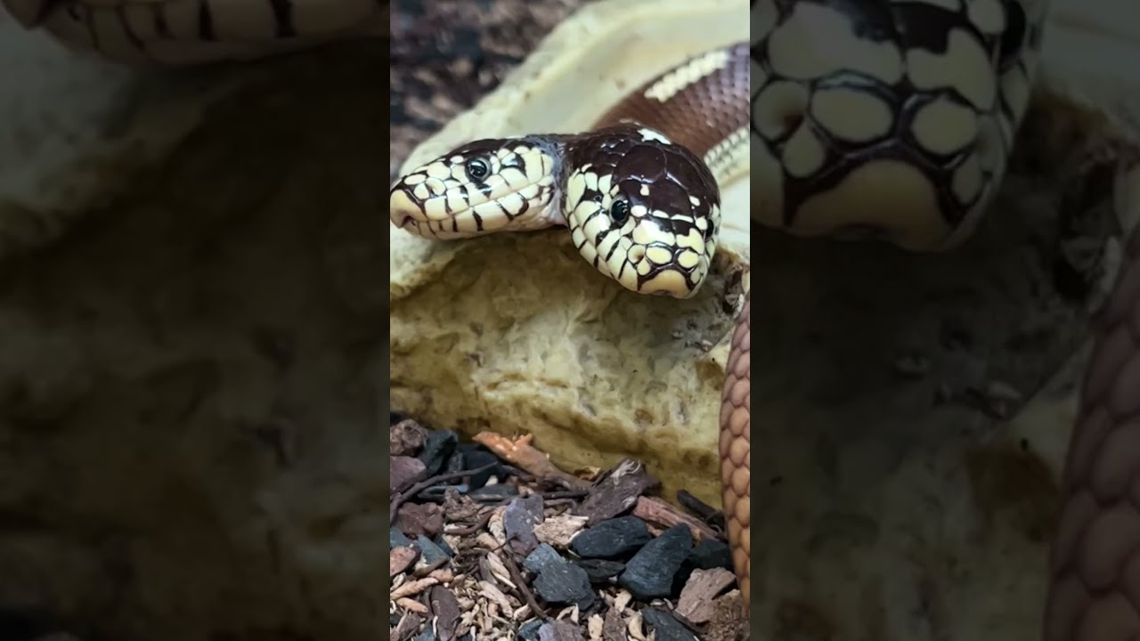 Two Headed Snake Reptiles