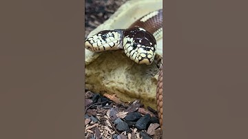 Two Headed Snake?! 🐍  #reptiles