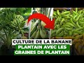 Culture de la banane plantain avec les graines de plantain