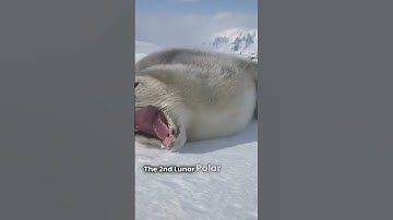 Lunar Ice Exploration Insights: Unlocking the Secrets of Moon’s Hidden Water