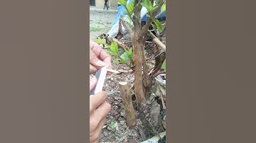 Ghép ổi (lê bốn mùa), hãy đến và học hỏi. # 果树 graf 接 # Chia sẻ tình yêu ở những nơi có tơ lụa tơ t