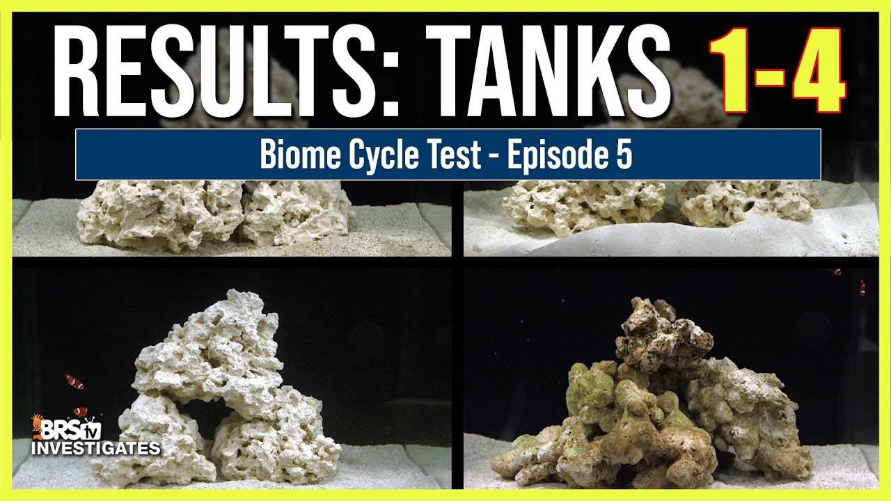 The Ultimate Buyers Guide to Dry Live Rock - Bulk Reef Supply