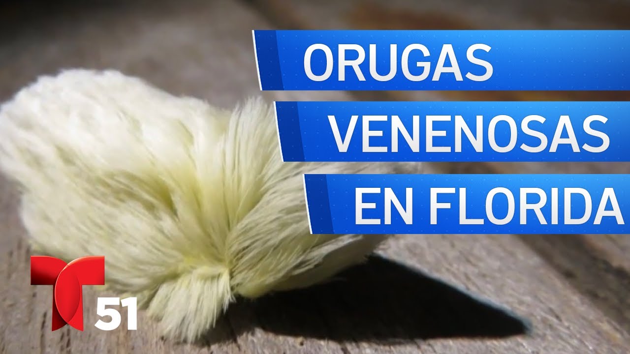 Regresan orugas venenosas en Florida - YouTube