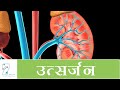 उत्सर्जन प्रक्रिया और मूत्र निर्माण
