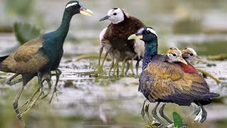 Bronzewinged Jacana Chicks: The MarshlandMarvels