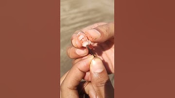 Thumbnail of Surf Fishing | Best Rig for Surf Fishing | #surffishing #surfcasting #fishing #beach #beachfishing