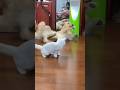 Cat and Dog Core #kucing #cats #lucu #cat #kucinglucu #kucingbelangtiga