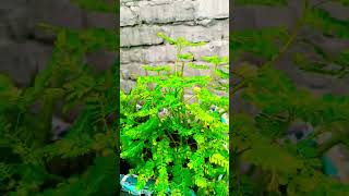 Bhumi Amla #terrace garden  #viral song #trending #viral short #plant care #🏡🌱😘👍🏼🌿