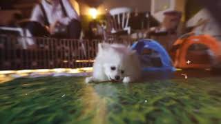 170612 DBRIDGE PET PARTYT 1
