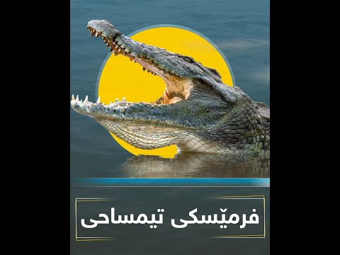 فرمێسکی تیمساحی چییە ئایا تیمساح دەگری