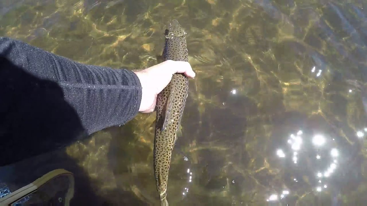 Trout Fishing Tasmania. YouTube