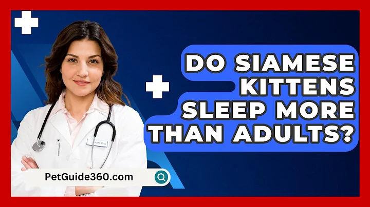 Do Siamese Kittens Sleep More Than Adults? - PetGuide360.com
