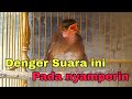 SUARA ANAKAN BURUNG PELANDUK