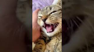 2023 Funniest Cat Videos You'll Laugh So Hard You'll Cry #139  #catcomedy #catfails #cathumor