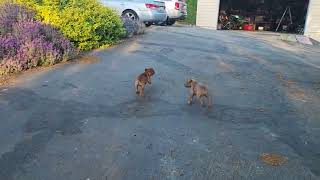 AKC STAFFORDSHIRE BULL TERRIER PUPPIES PLAYING WITH MOM by shastastaffordsanddobermans 400 views 3 weeks ago 3 minutes, 53 seconds