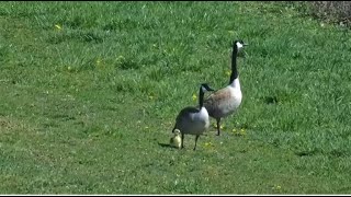 Decorah Goose Cam  NB2 ~ Mom \& Dad Goose With Their Gosling! 4.24.24