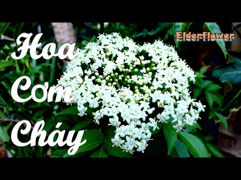 Video: Cây Cơm Cháy đỏ (39 ảnh): Mô Tả Cây Trang Trí. Elderberry Và Sutherland Gold, Plumosa Aurea Và Những Loại Khác. Nó Mọc ở đâu ở Nga?