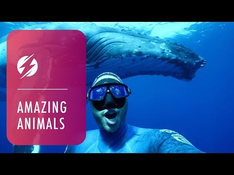 Diver Captured Selfie With Giant Humpback Whale - A diver has captured a selfie with a giant humpback whale while swimming in the ocean. 