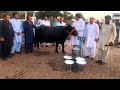 Live Milking of World Famous Rani Buffalo of Nili Ravi Breed