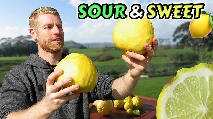 7 Awesome Lemon and Lime Varieties - Ponderosa, Me...