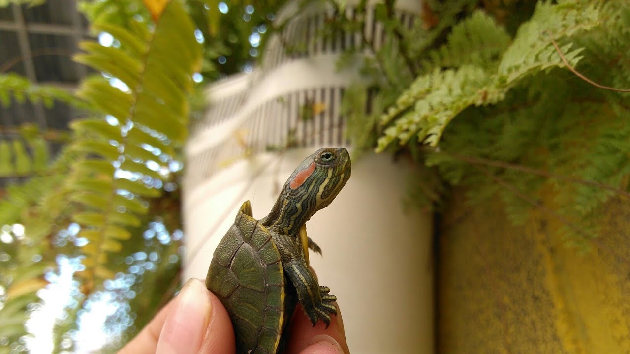 video phone beyonce mp3 ¡La nueva casa de mi tortuga!