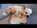 Busy Momma - Chihuahua puppies 1 week old