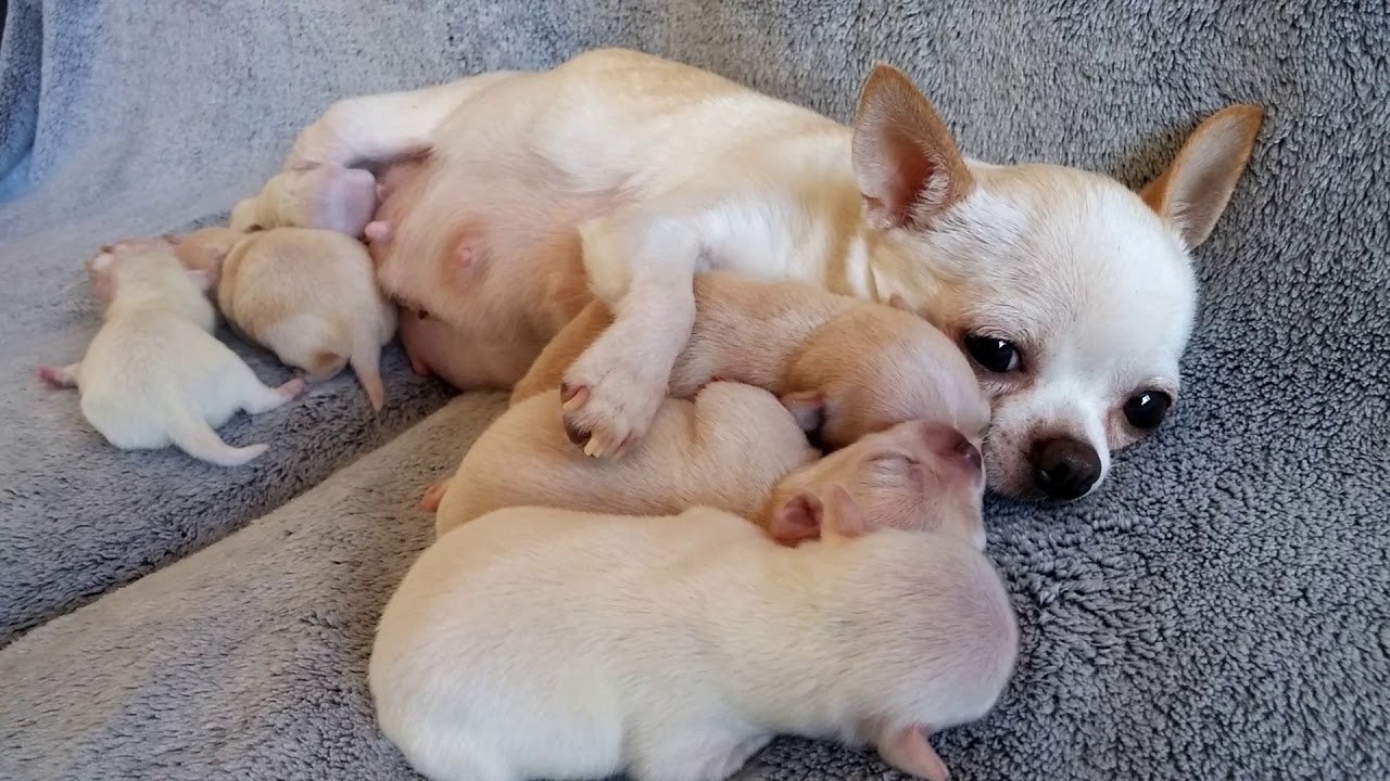 purebred chihuahua puppies