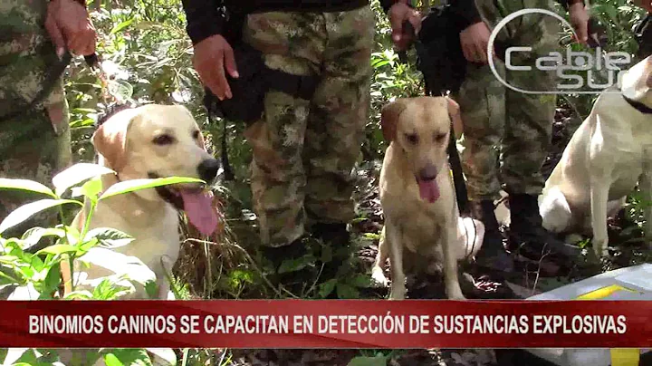 BINOMIOS CANINOS SE CAPACITAN EN DETECCIÓN DE SUSTANCIAS EXPLOSIVAS