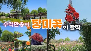 장미향 가득~수만평의 정원에 1004종의 장미 수억만송이가 활짝 #곡성세계장미축제       #WorldRoseFestival