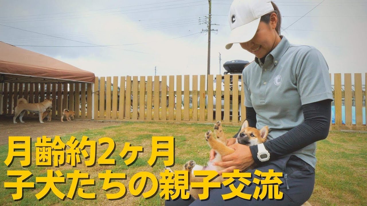 【犬同士でしか教えられないこと】月齢約2ヶ月の子犬たちの親子交流【柴犬ブリーダー・柴犬の実家『芝田荘』】