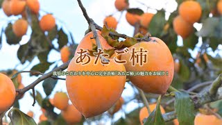 【旬の阿波ふうど】徳島県産「あたご柿」のプロモーション動画