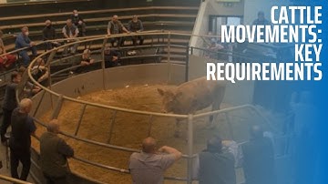 Cattle Movements: Key Requirements
