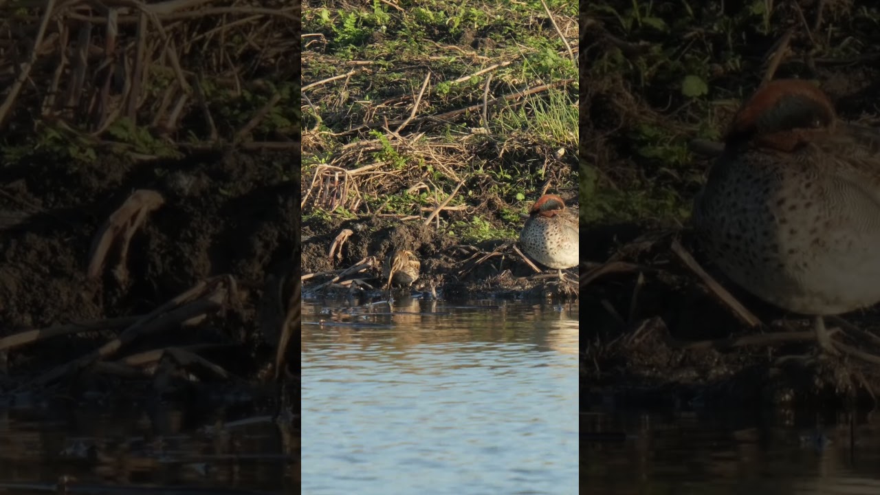 A rarely seen Jack Snipe!  #birds #bird #birding #wildlife #ukwildlife