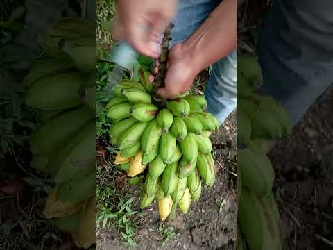 ผลสลากกินแบ่งรัฐบาล วันที่ 1 พย. 2567