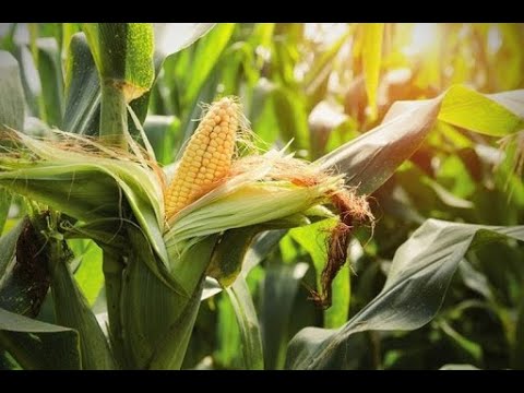 Как повысить урожайность кукурузы? Безопасный способ борьбы с вредителями, засолением почвы.