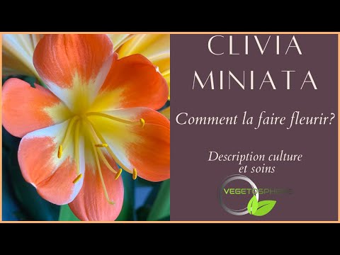 Vidéo: Problèmes des plantes Clivia - Dépannage des maladies et des problèmes des plantes Clivia