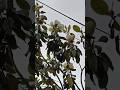 Срочная новость: в Лазаревском цветёт магнолия!