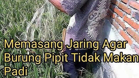 Cara Memasang Jaring Untuk Mengendalikan Hama Burung di Sawah