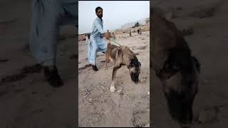 Afghan kuchi dog / guard dogs