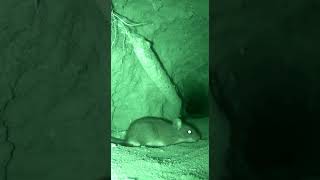 Silent Burrow Activity 🌙 #InfraredVision #UndergroundLife #WildNature
